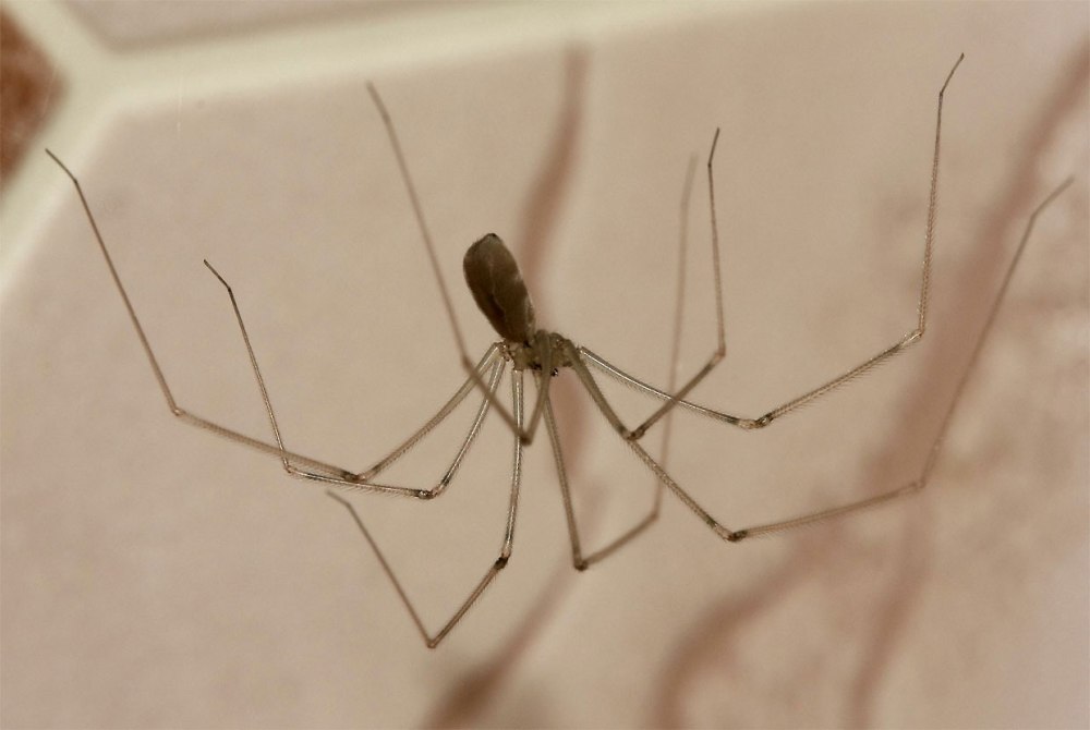 Паук сенокосец Домовой