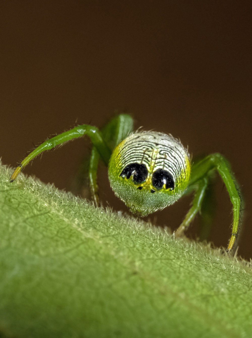 Паук маленький