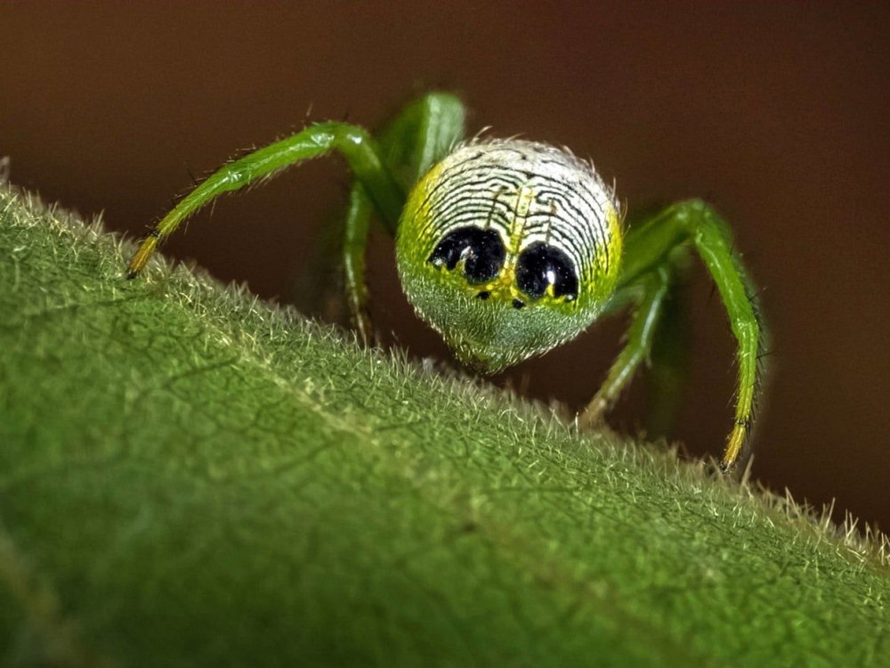 Маленькие паучки