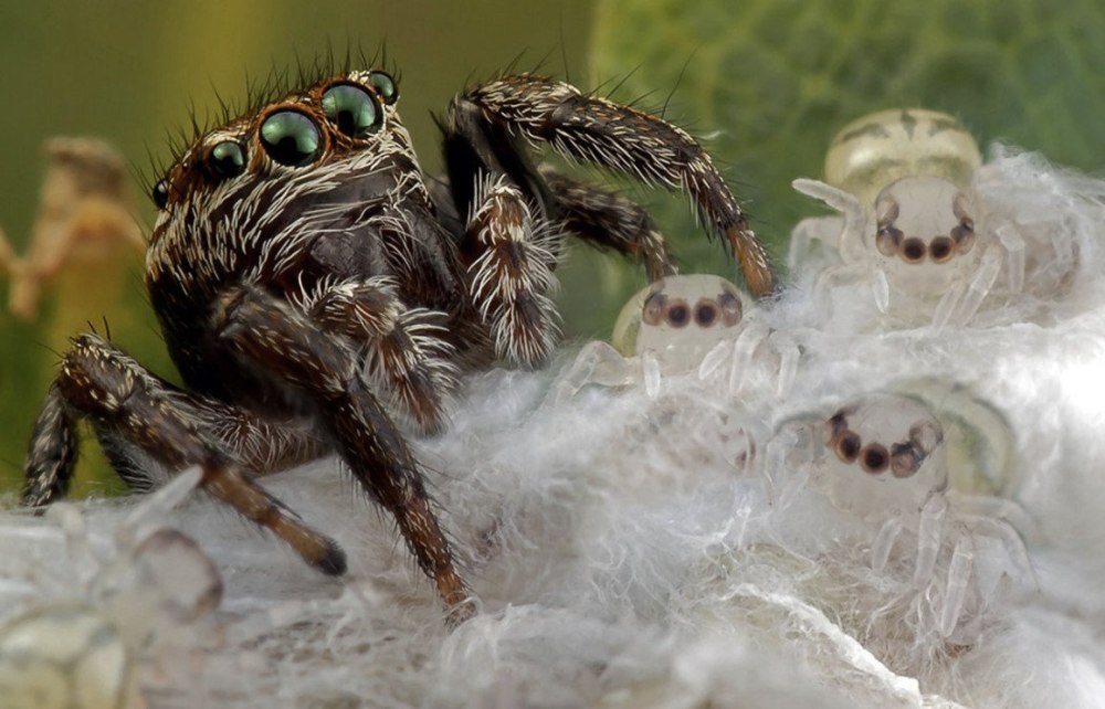 Паук скакунчик