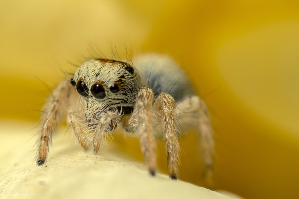 Маленькие паучки