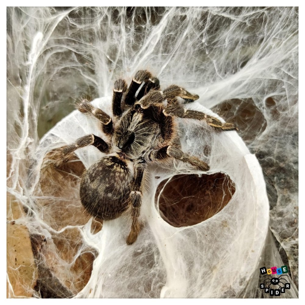 1000000 Пауков и один человек