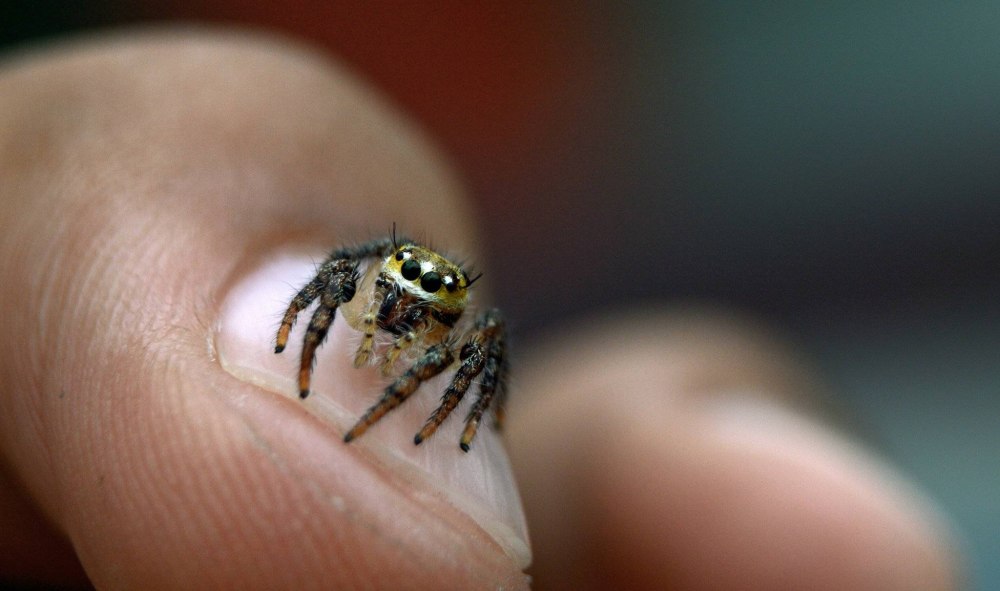Паук маленький