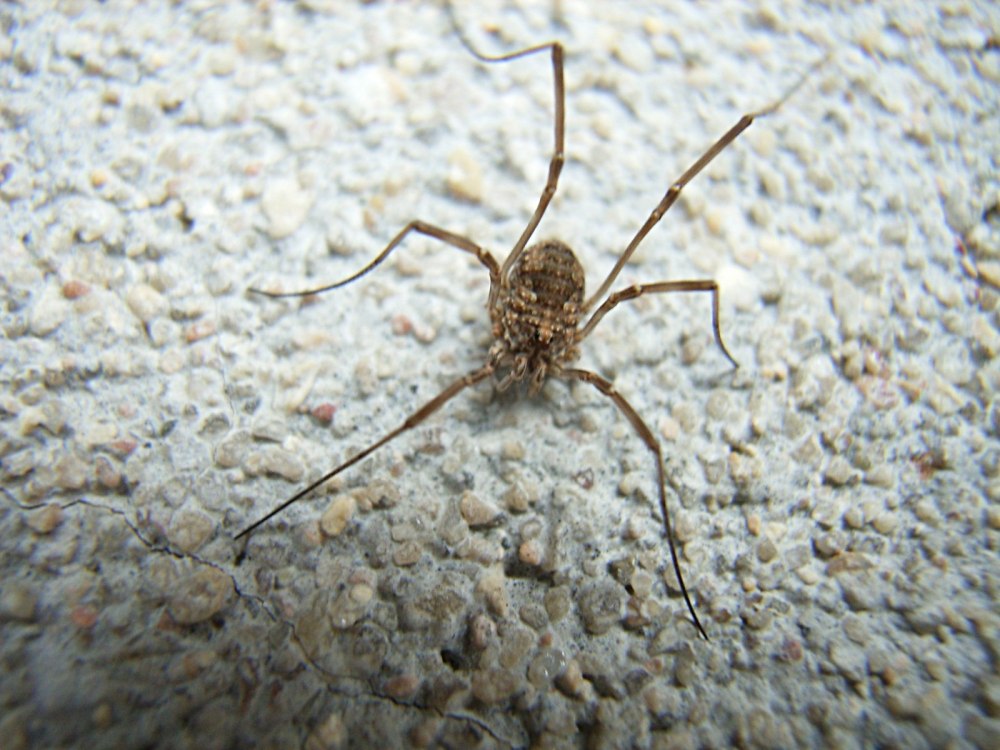 Белый паук сенокосец