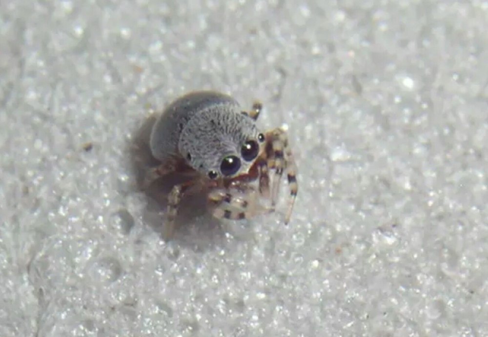 Самый маленький паук