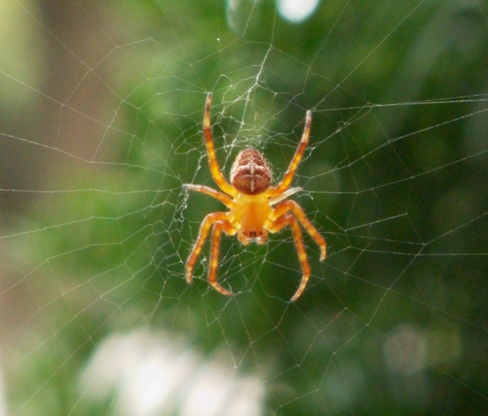 Оранжевый паук крестовик