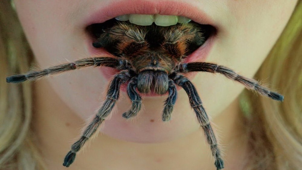 Самый опасный паук птицеед