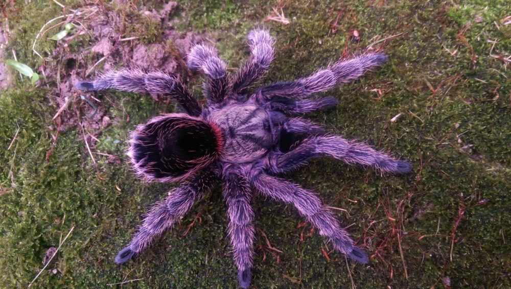 Мохнатый паук Тарантул