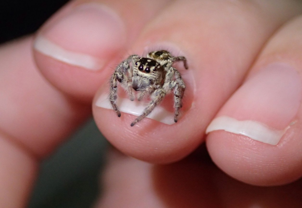 Паук скакунчик маленький