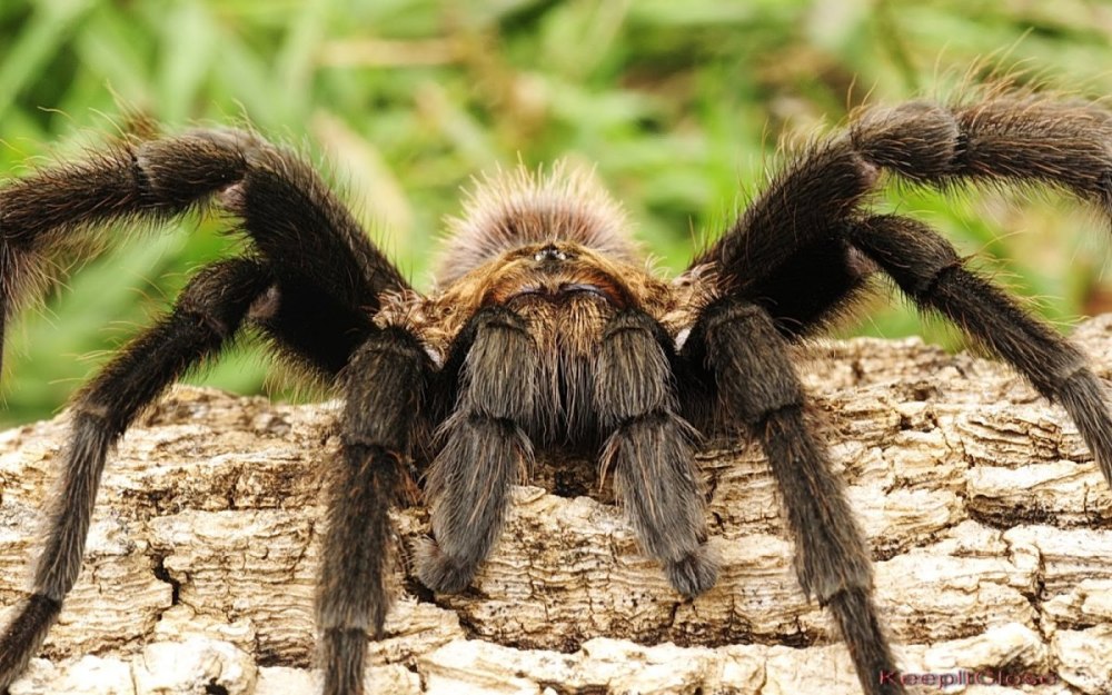 Мадагаскарский Тарантул