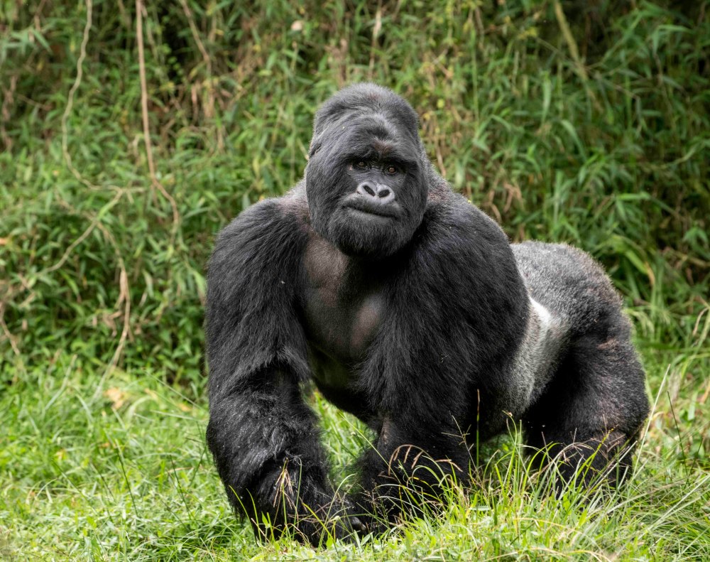 Горилла (Gorilla Gorilla)