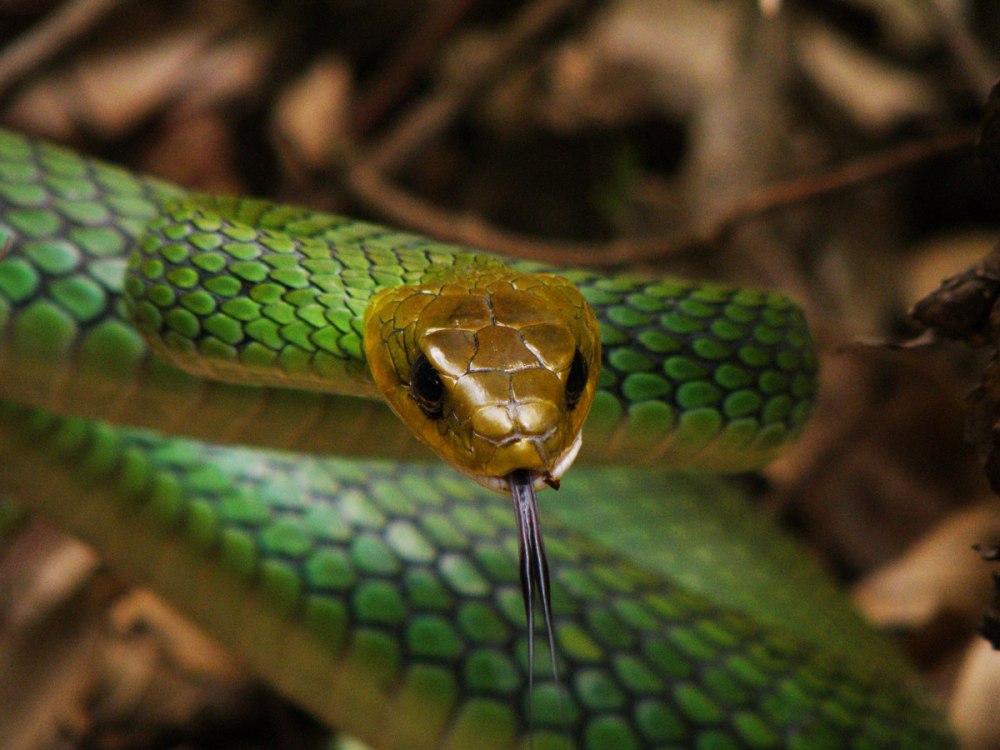 Ptyas nigromarginata