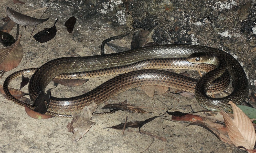 Большеглазый полоз желтобрюхий