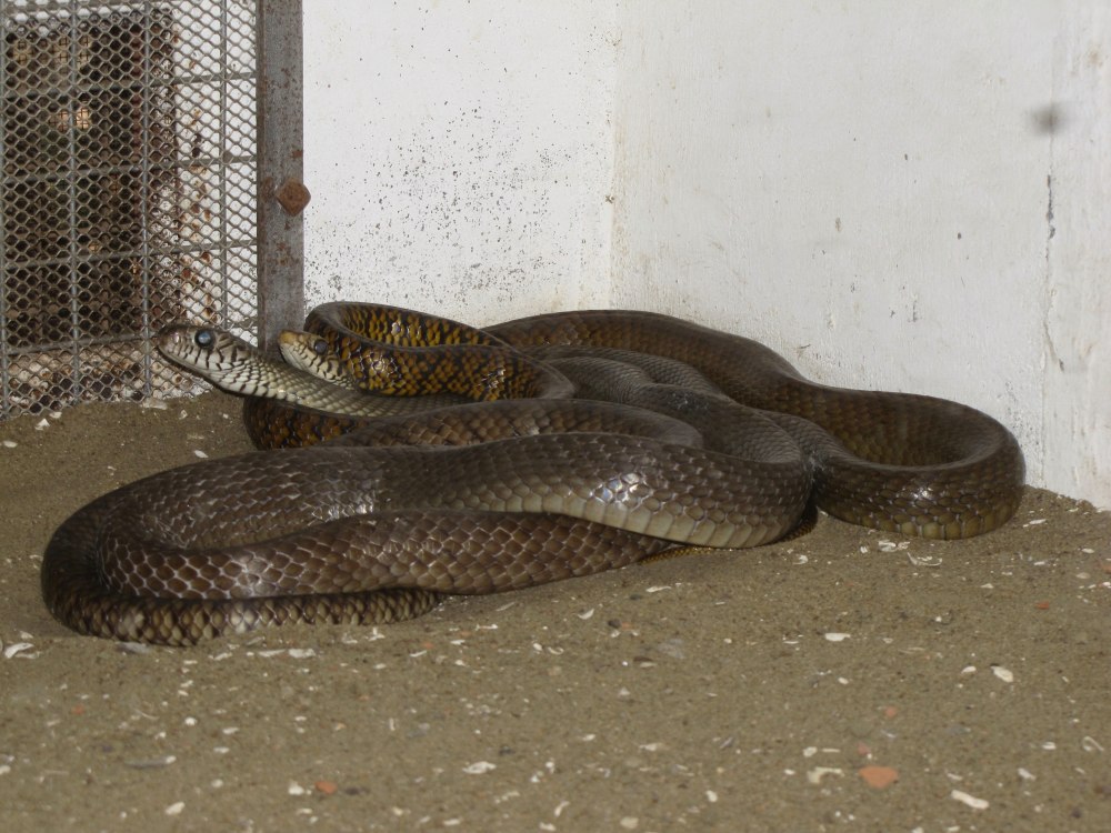 Большеглазый полоз Ptyas mucosus