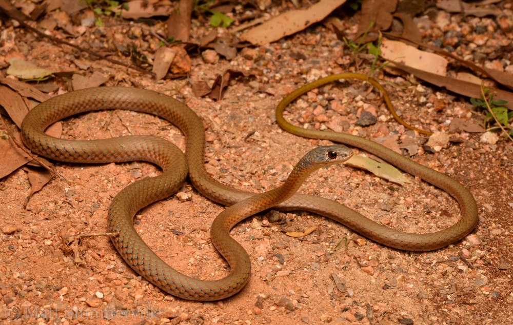 Ложные кобры Гюнтера