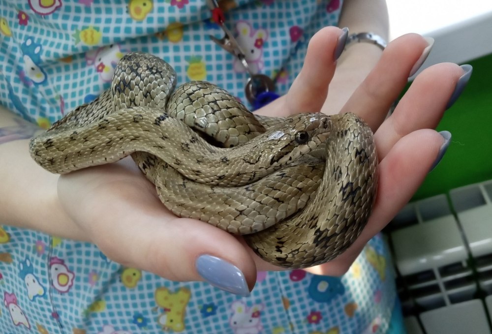 Узорчатый полоз