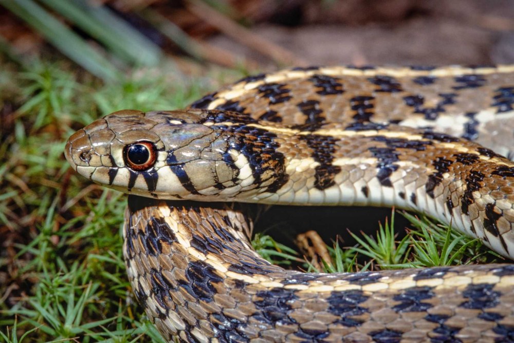 Checkered Garter Snake
