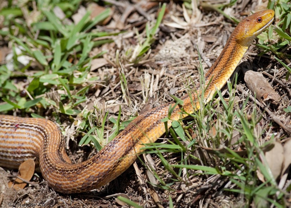 Желтобрюхий полоз Крымский