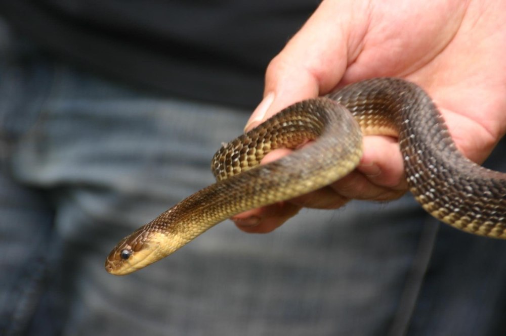 Змеи Тайланда