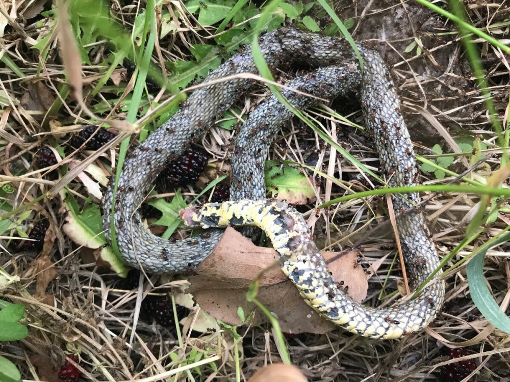 Желтобрюхий полоз Крымский