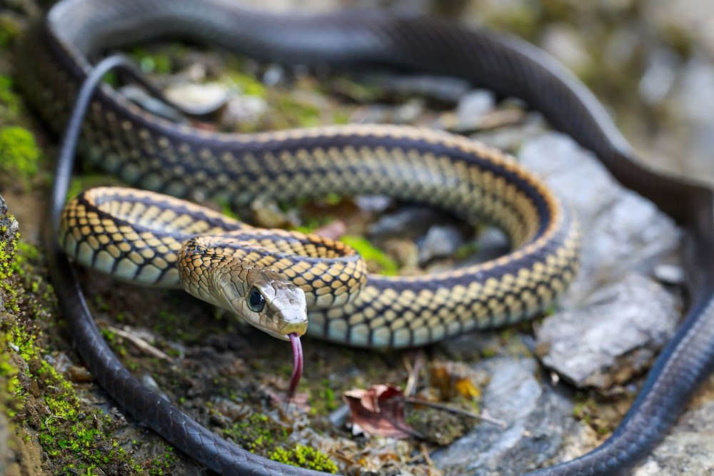 Большеглазый полоз