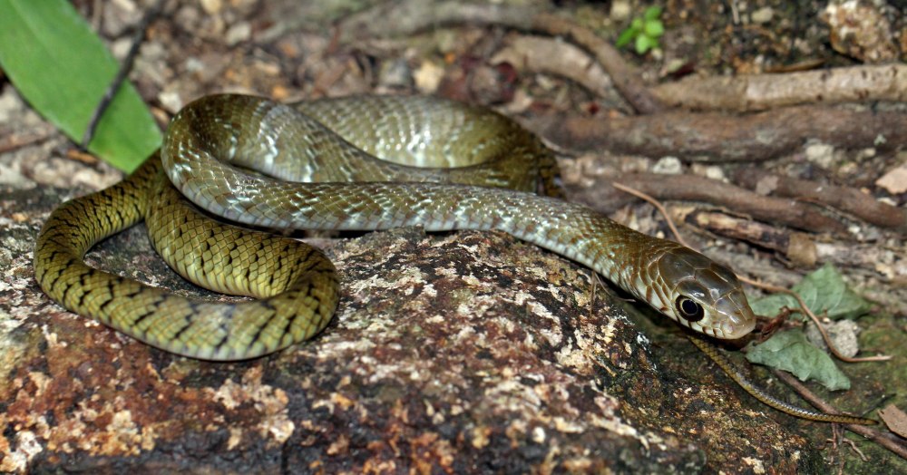 Тайский полоз большеглазый