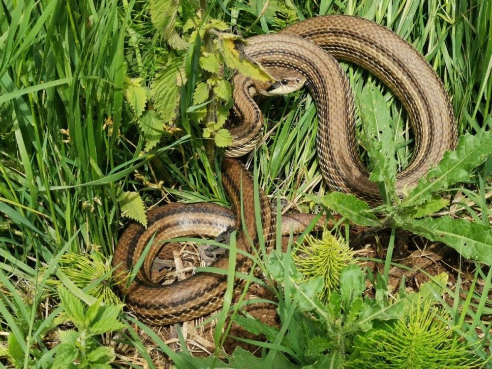 Четырёхполосый лазающий полоз