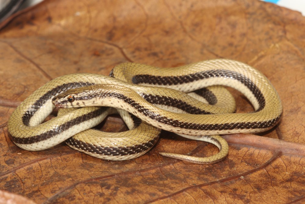 Змея с продольными полосками на спине