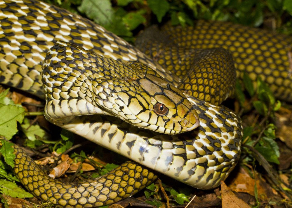 Королевский килеватый полоз