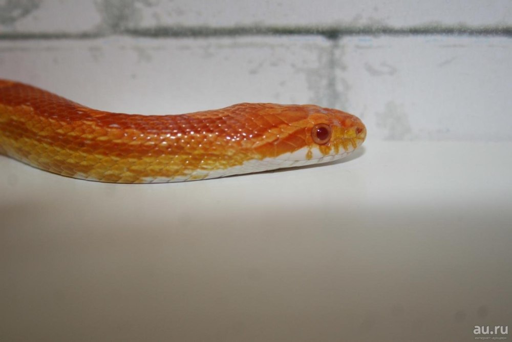 Змея маисовый полоз Сноу