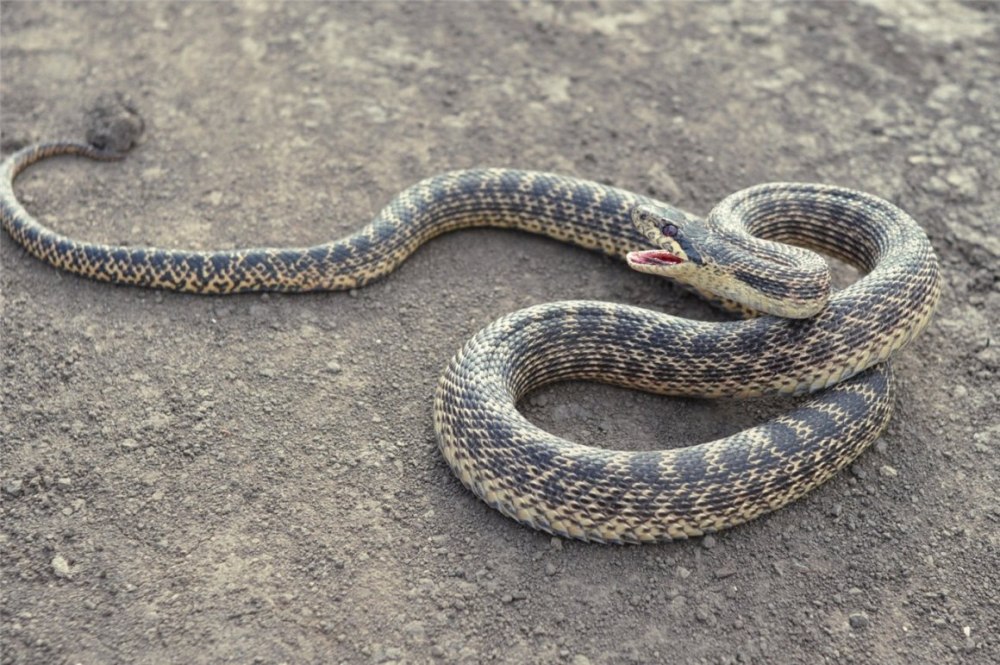 Сарматский полоз