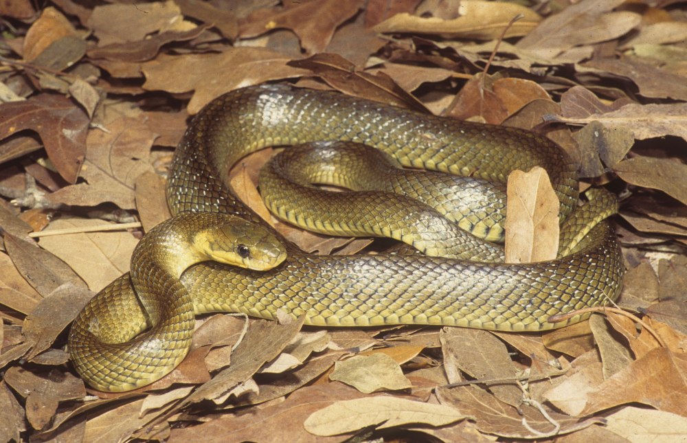 Эскулапов полоз