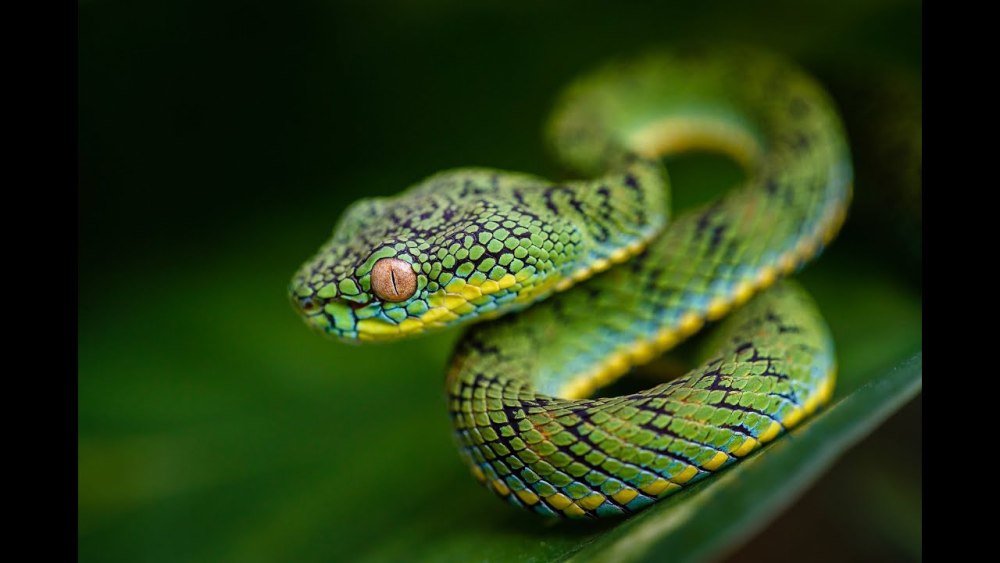 Цейлонская куфия змея