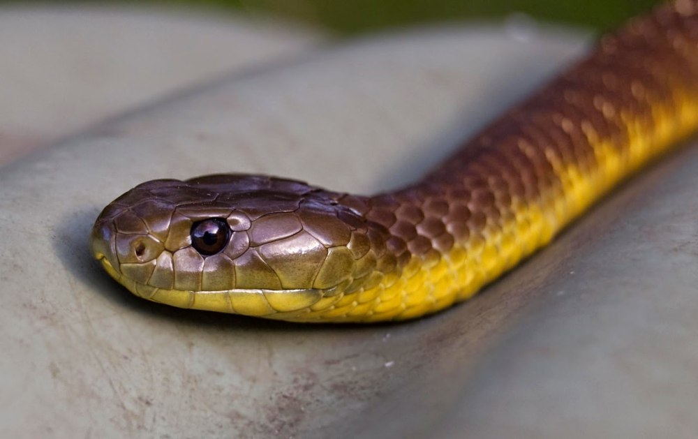 Большеглазый полоз желтобрюхий