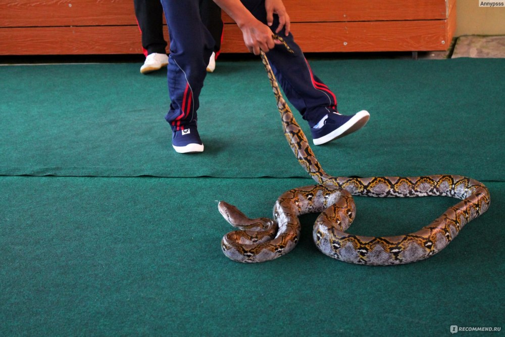 Змеиная ферма Пхукет продукция