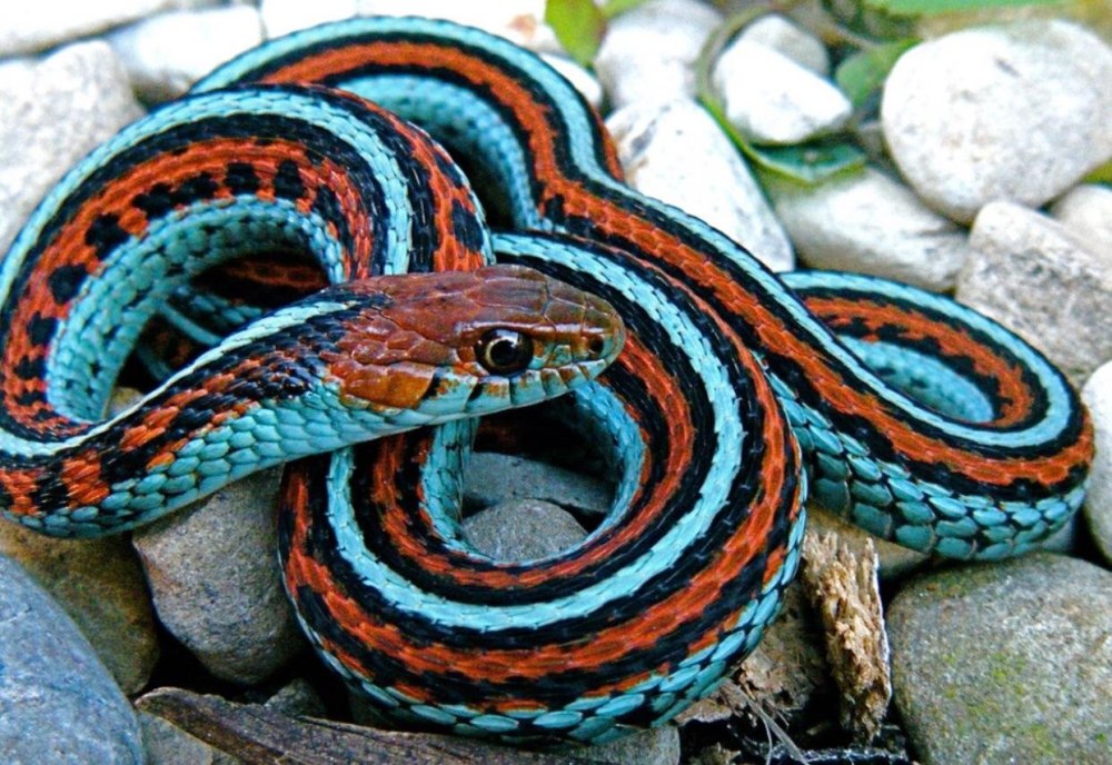 Подвязочная змея Thamnophis Marcianus