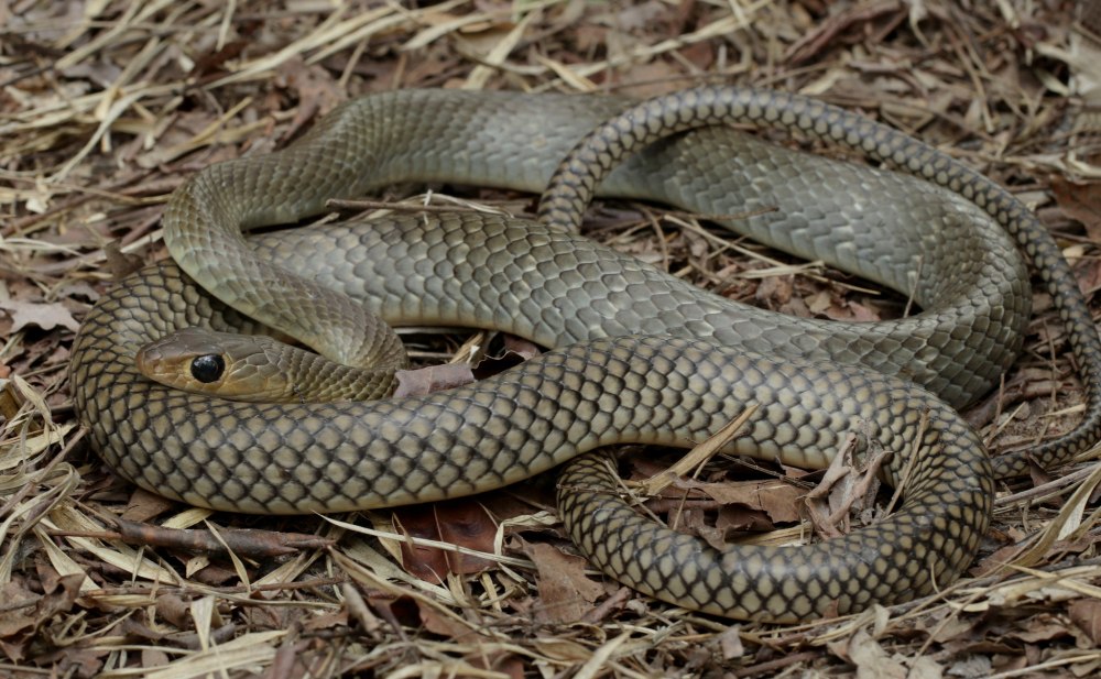 Большеглазый полоз желтобрюхий