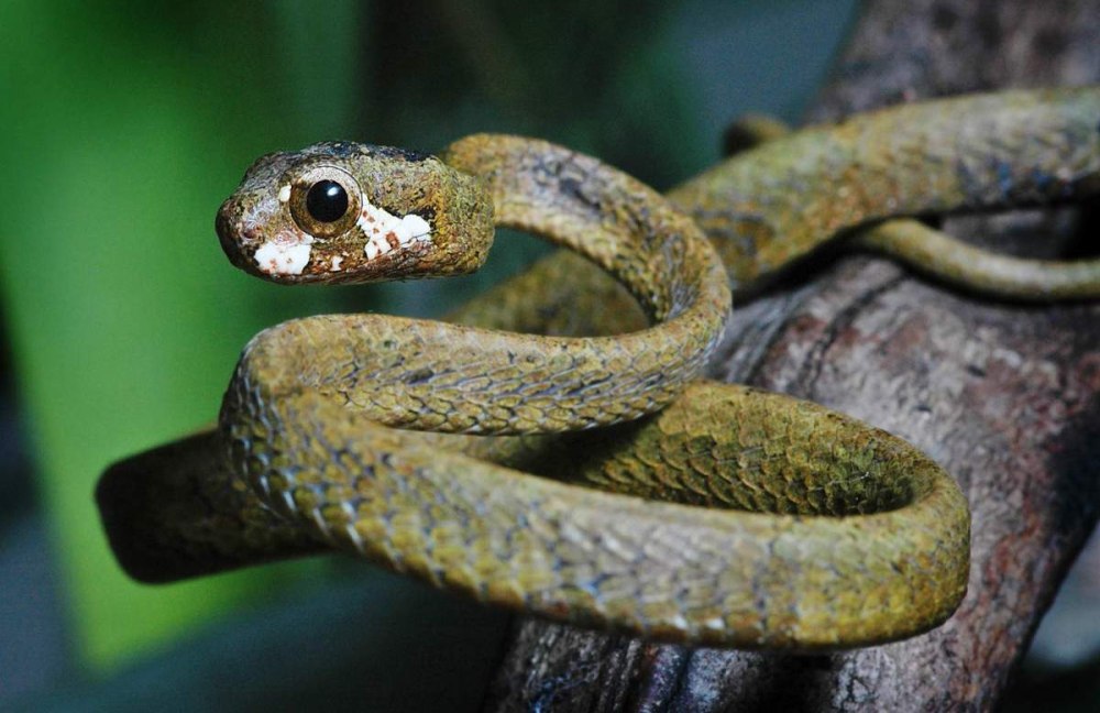 Большеглазый полоз