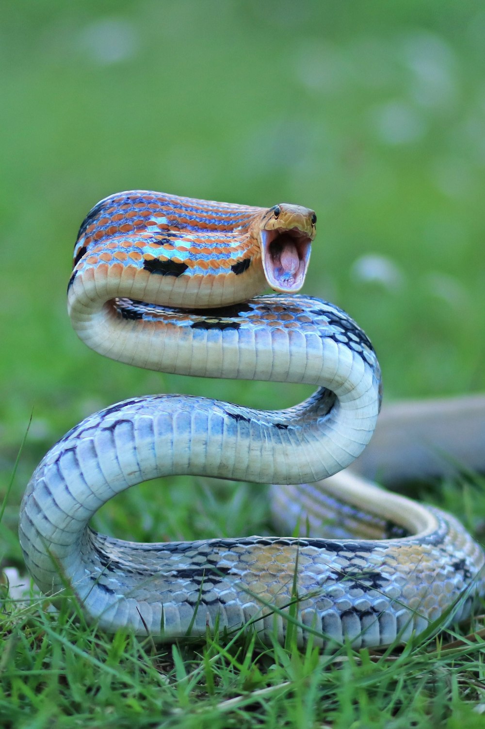 Красноголовый Крайт змея