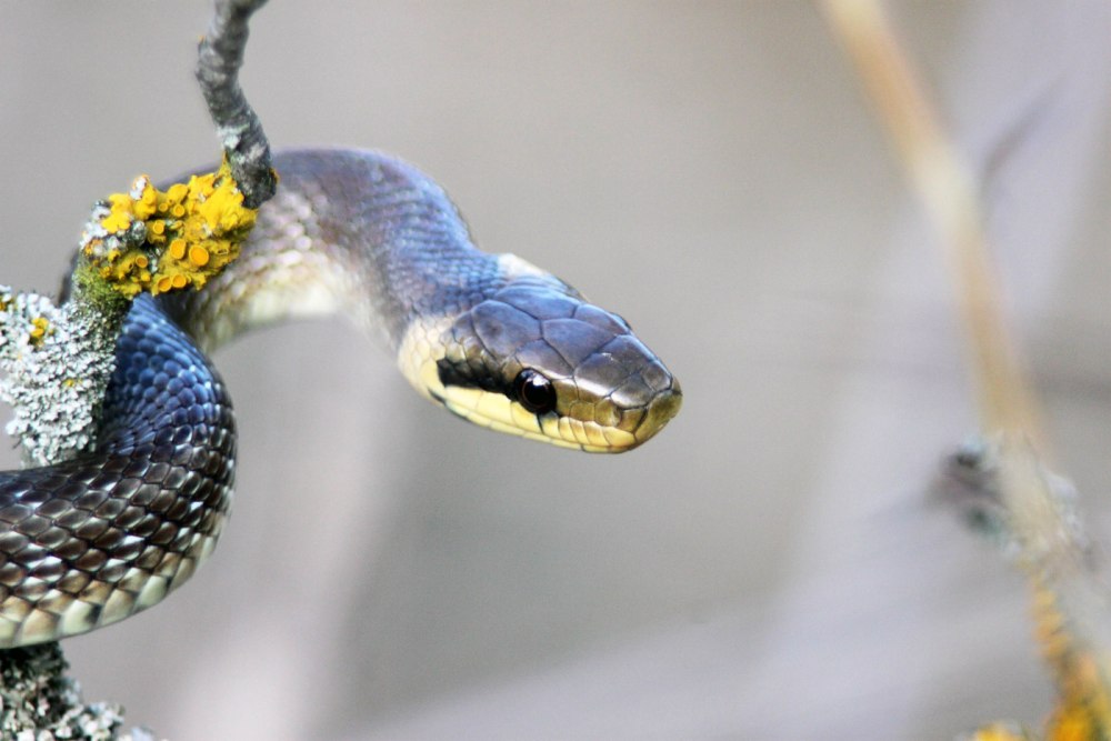 Полоз змея желтобрюхий