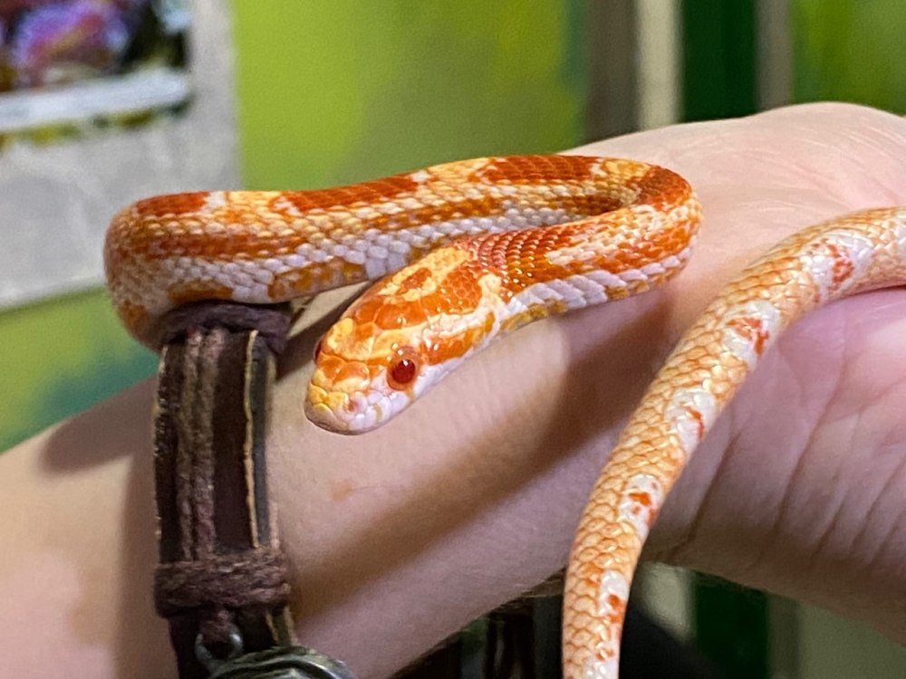 Экзотариум змея