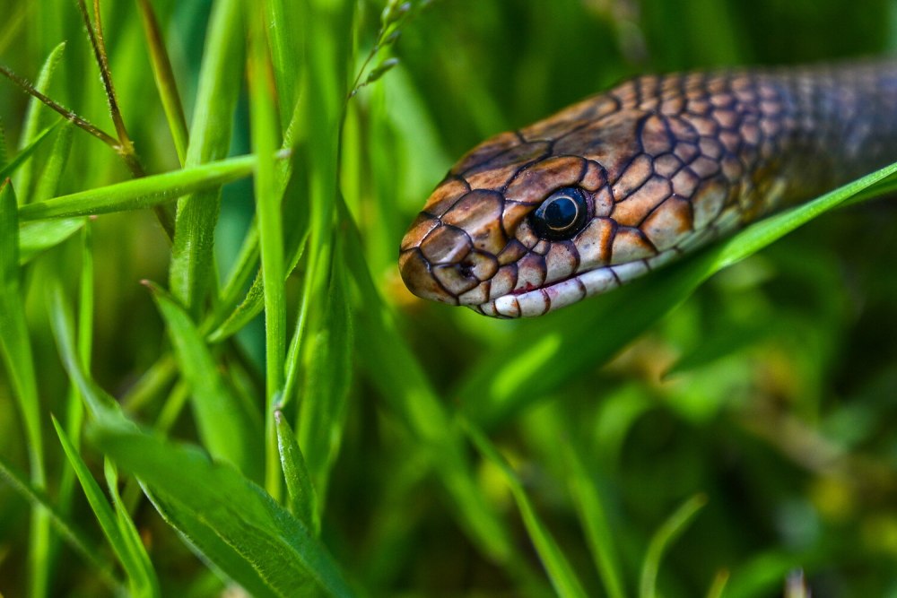 Змея полоз Северный Кавказ