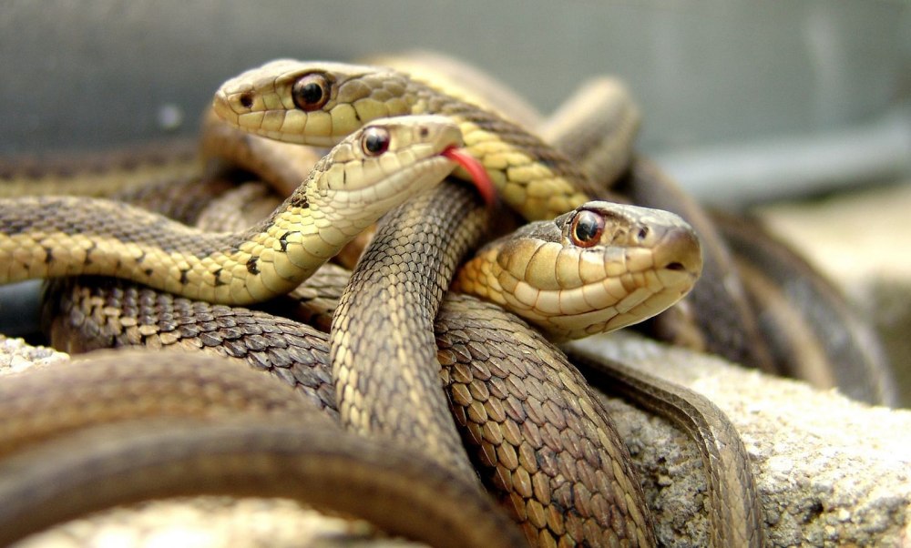 Кобра удав желтопузик уж