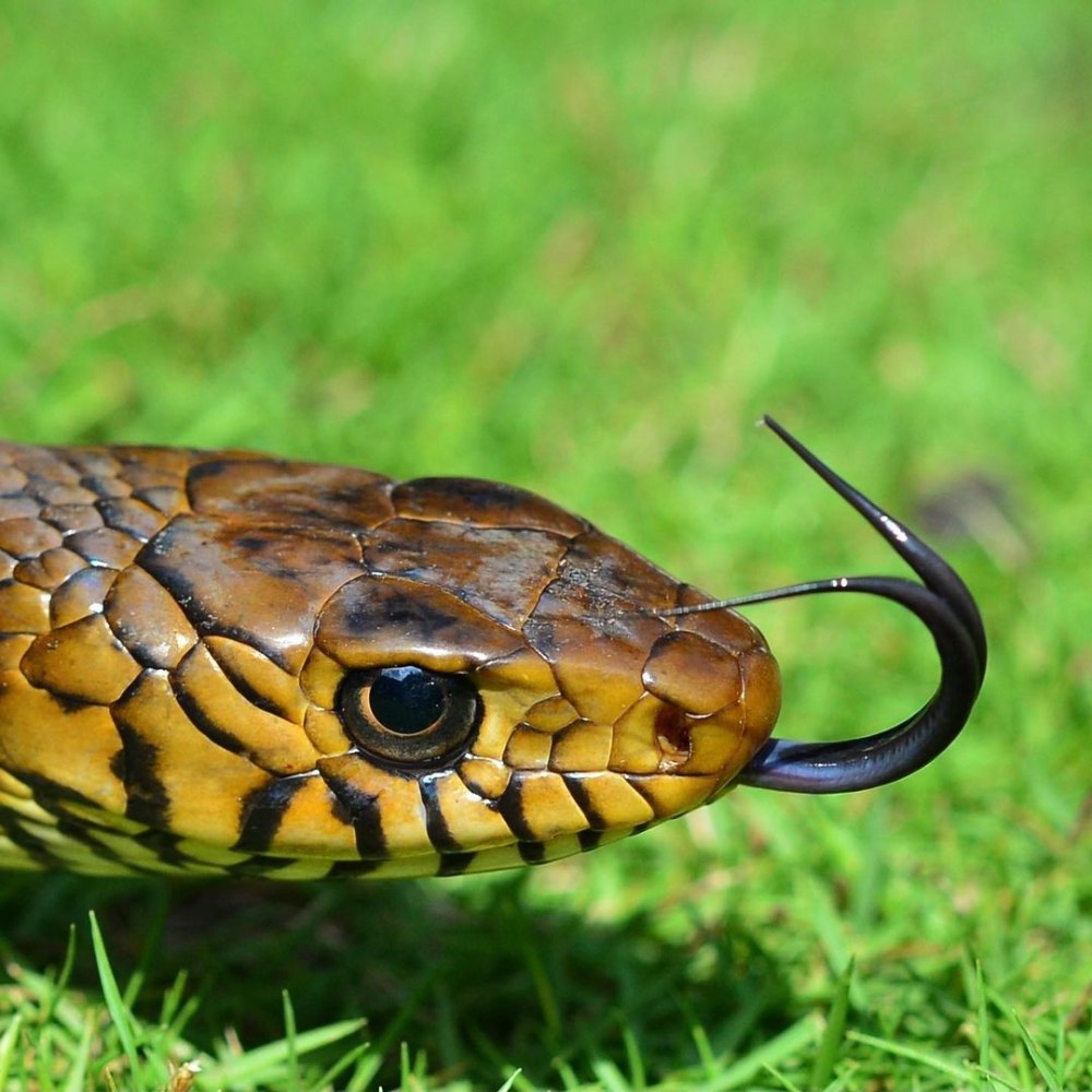 Большеглазый полоз