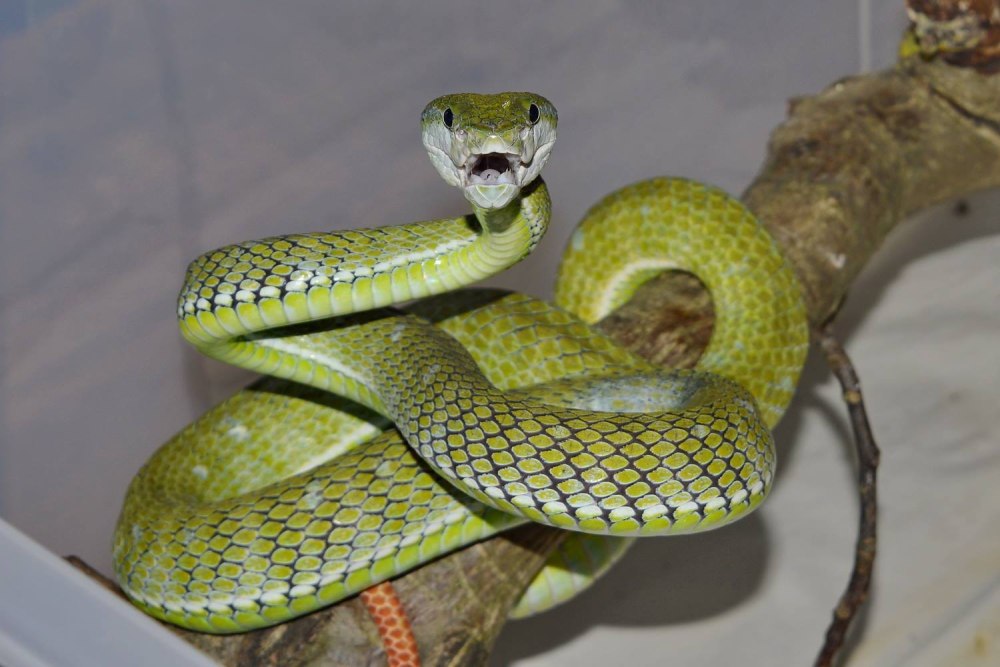 Тибетская куфия