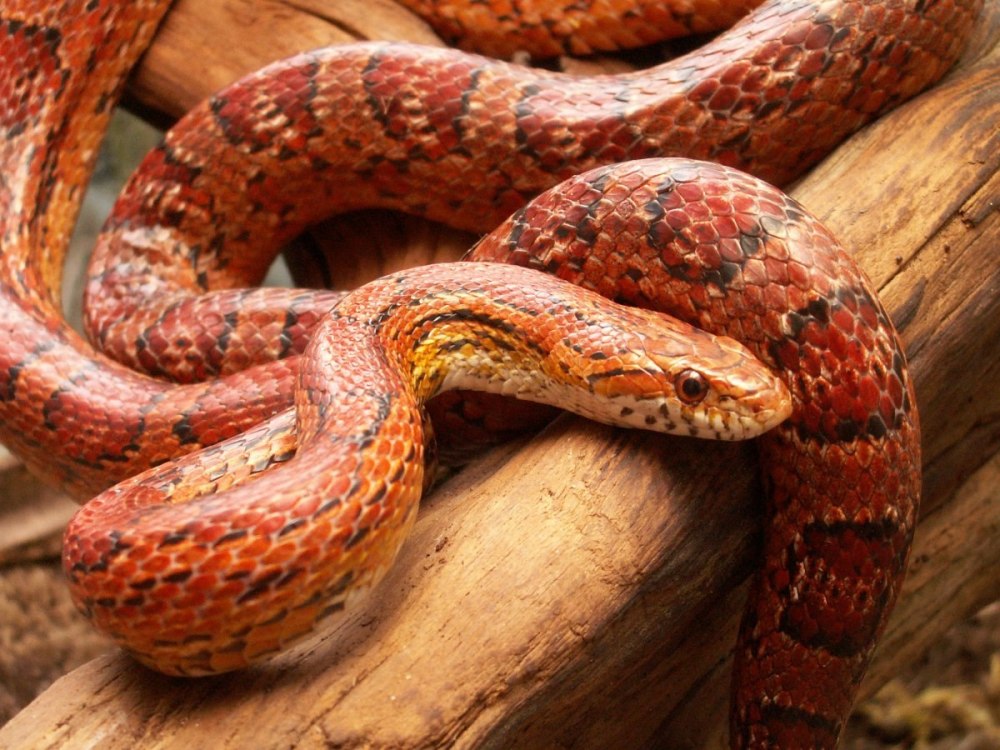 Маисовый полоз