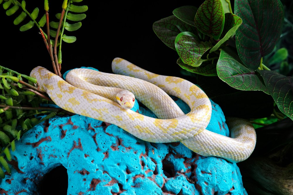 Маисовый полоз