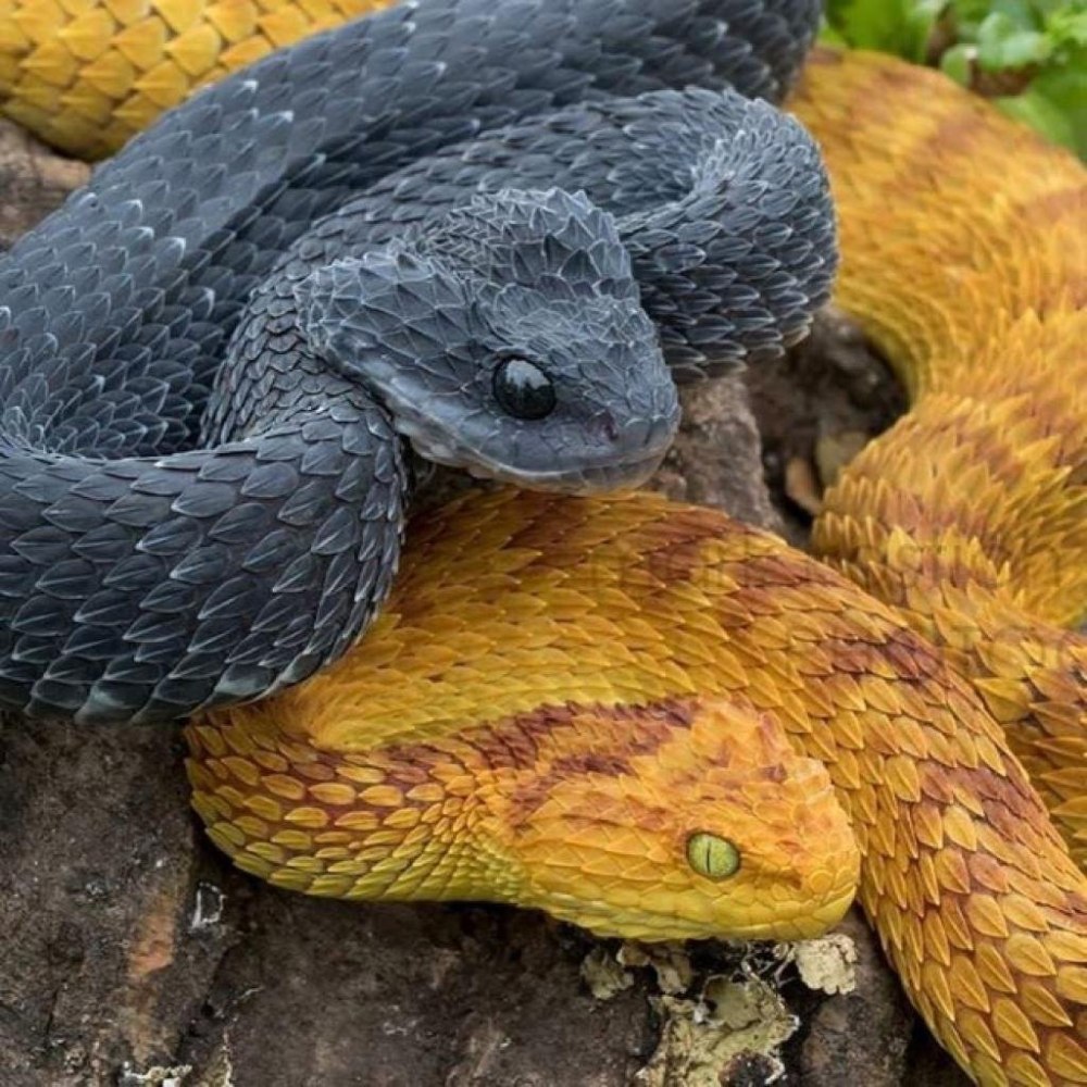 Кустарниковая гадюка (Atheris