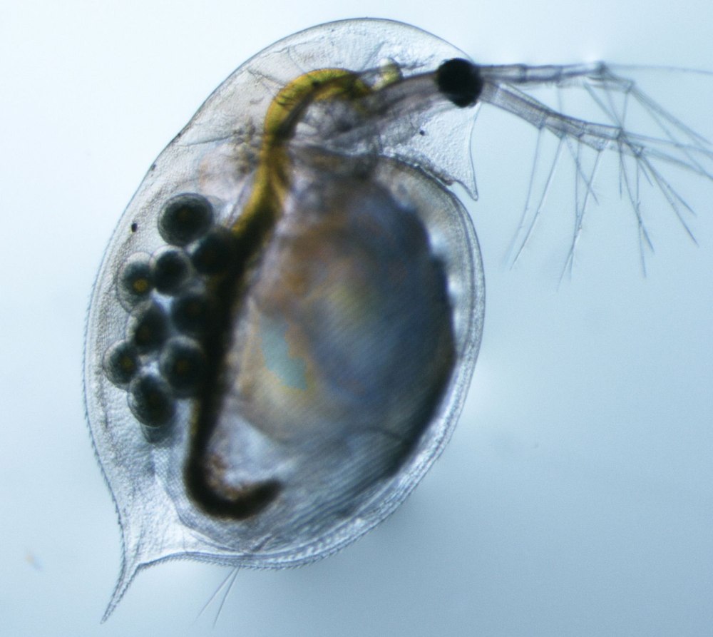 Daphnia pulex