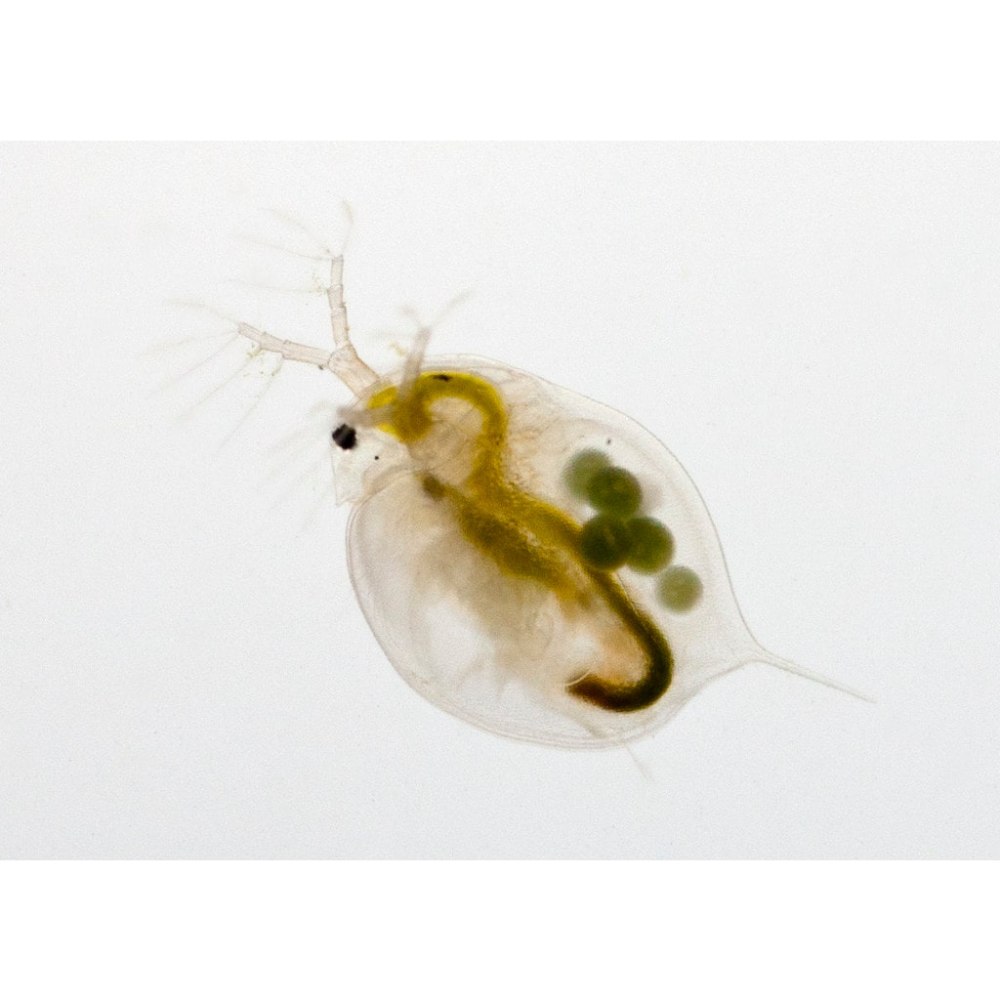 Дафния Магна Daphnia Magna Straus